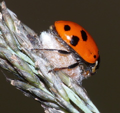 Dinocampus coccinellae