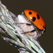 Ladybird Parasitoid Wasp - Photo (c) Sally Adam, some rights reserved (CC BY-NC), uploaded by Sally Adam