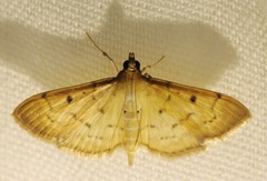 Herpetogramma basalis