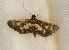 Eurrhyparodes bracteolalis