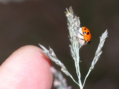 Dinocampus coccinellae