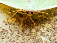 Celidomphax quadrimacula