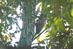 Picus chlorolophus