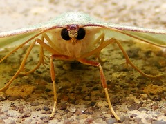 Celidomphax quadrimacula