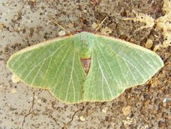 Celidomphax quadrimacula