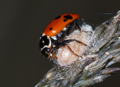 Dinocampus coccinellae paralysis virus
