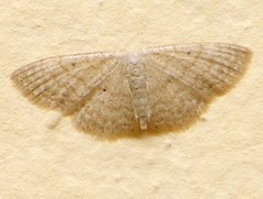 Scopula