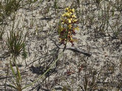 Tritoniopsis parviflora parviflora