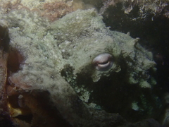 Octopus djinda