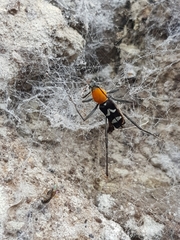 Demonax chrysoderes