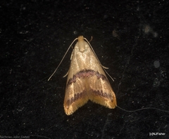 Hapaloteucha paragramma