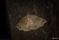 Lithilaria proestans