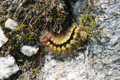 Acronicta euphorbiae