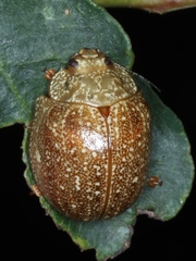 Paropsis intermedia