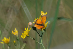 Lycaena hippothoe