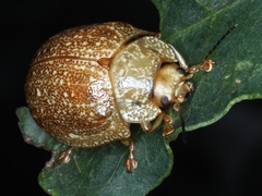 Paropsis intermedia