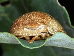 Paropsis intermedia