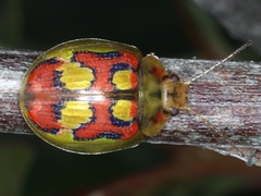 Paropsisterna nobilitata