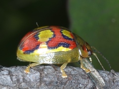 Paropsisterna nobilitata