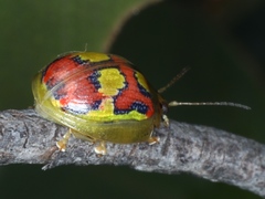 Paropsisterna nobilitata