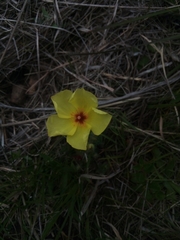 Crocanthemum brasiliense