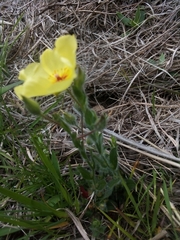 Crocanthemum brasiliense