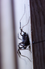 Egaenus convexus