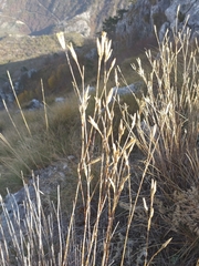 Dianthus petraeus