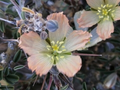 Monsonia salmoniflora