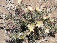 Monsonia salmoniflora