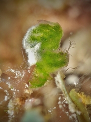 Phycocaris simulans