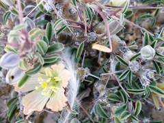 Monsonia salmoniflora