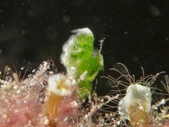 Phycocaris simulans