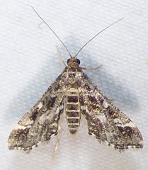 Diasemiopsis leodocusalis