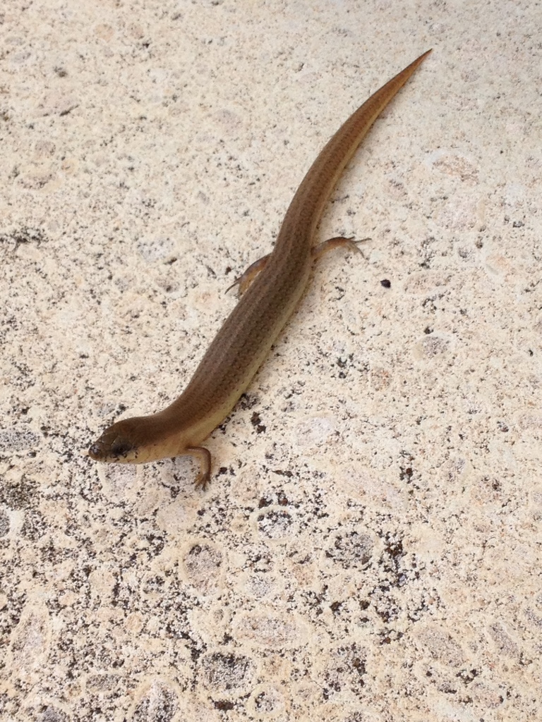 Western Slender Blue-Tongue
