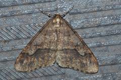 Erannis gigantea