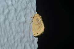 Arna pseudoconspersa