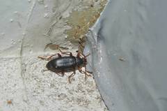 Allecula melanaria