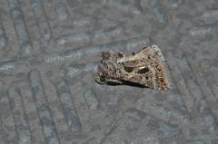 Thysanoplusia daubei