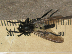 Promachus painteri