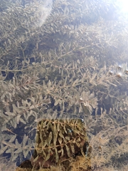 Hydrilla verticillata