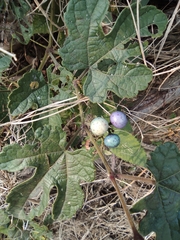 Ampelopsis glandulosa heterophylla