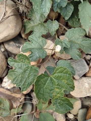 Ampelopsis glandulosa heterophylla