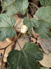 Ampelopsis glandulosa heterophylla
