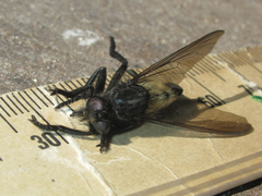 Promachus painteri