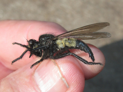 Promachus painteri