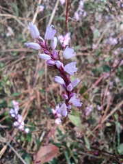 Persicaria jucunda