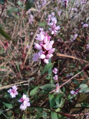 Persicaria jucunda