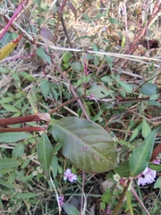 Persicaria jucunda