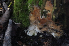 Rigidoporus corticola